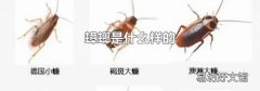 蟑螂是什么样的
