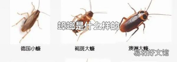 蟑螂是什么样的