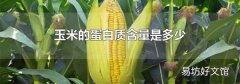 玉米的蛋白质含量是多少