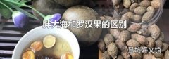 胖大海和罗汉果的区别