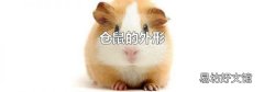 仓鼠的外形