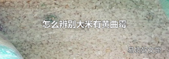 怎么辨别大米有黄曲霉