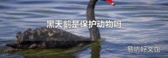 黑天鹅是保护动物吗