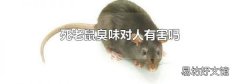 死老鼠臭味对人有害吗