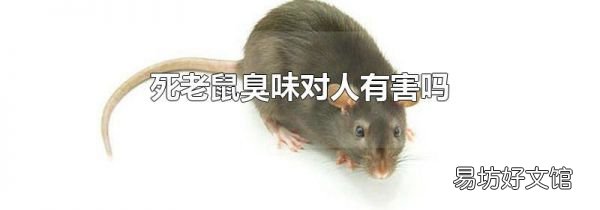 死老鼠臭味对人有害吗