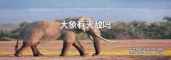 大象有天敌吗