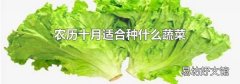 农历十月适合种什么蔬菜