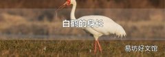 白鹤的身长