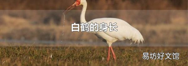 白鹤的身长