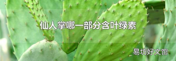 仙人掌哪一部分含叶绿素