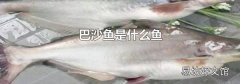 巴沙鱼是什么鱼