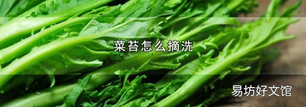 菜苔怎么摘洗