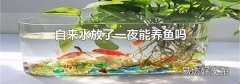 自来水放了一夜能养鱼吗