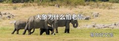 大象为什么怕老鼠