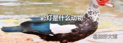 彩灯是什么动物