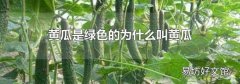 黄瓜是绿色的为什么叫黄瓜