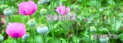罂粟的危害