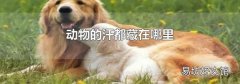 动物的汗都藏在哪里