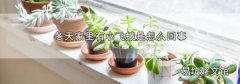 冬天家里有小飞蛾是怎么回事