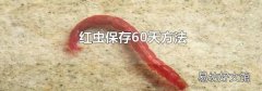 红虫保存60天方法