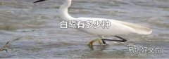 白鹭有多少种