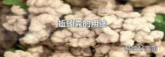 蚯蚓粪的用途