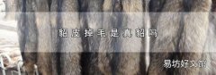 貂皮掉毛是真貂吗
