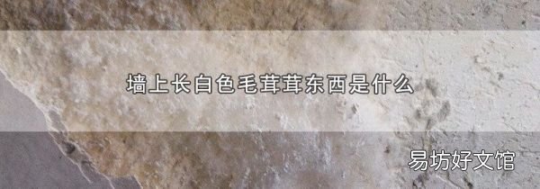 墙上长白色毛茸茸东西是什么