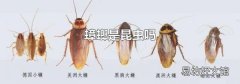 蟑螂是昆虫吗