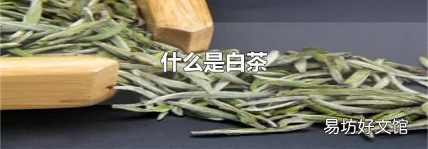 什么是白茶