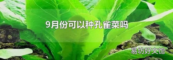 9月份可以種孔雀菜嗎