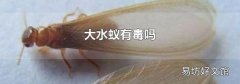 大水蟻有毒嗎