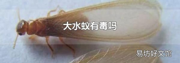 大水蟻有毒嗎