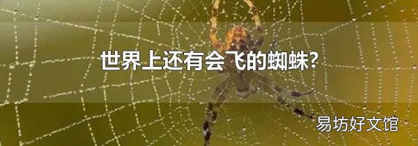 世界上還有會飛的蜘蛛?