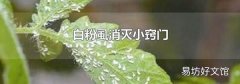 白粉虱消灭小窍门