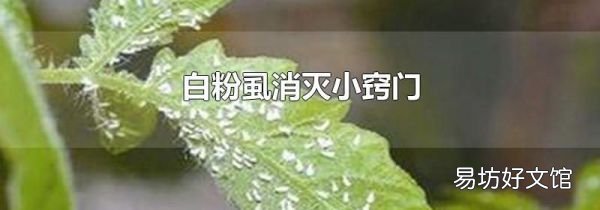 白粉虱消灭小窍门