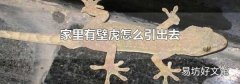 家里有壁虎怎么引出去