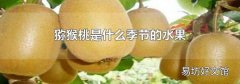 猕猴桃是什么季节的水果