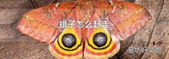 蛾子怎么赶走