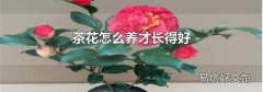 茶花怎么养才长得好