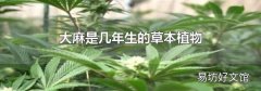 大麻是幾年生的草本植物