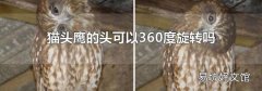 猫头鹰的头可以360度旋转吗