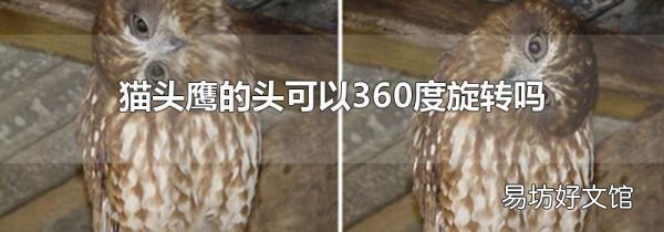 貓頭鷹的頭可以360度旋轉嗎