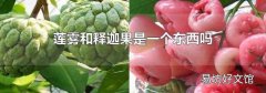 莲雾和释迦果是一个东西吗