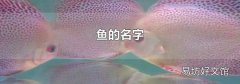 鱼的名字