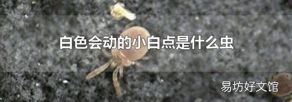 白色会动的小白点是什么虫