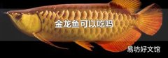 金龍魚可以吃嗎