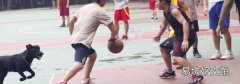 打篮球运球正确姿势