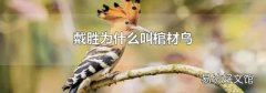 戴胜为什么叫棺材鸟