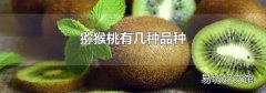 猕猴桃有几种品种